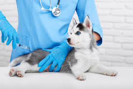 Bordetella Vaccine