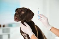 Bordetella vaccine