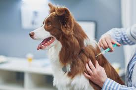 What Is the Bordetella Vaccine?